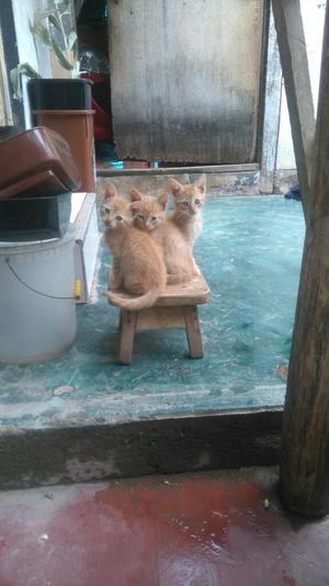 Se Regala Gatitos Hermosos