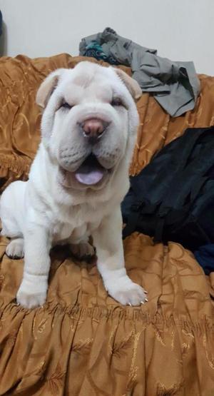 Shar pei llamar al  Huachoperu precio a tratar