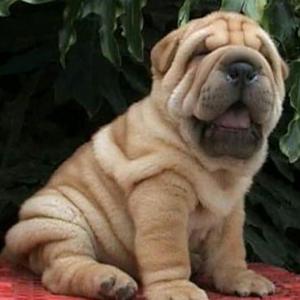 Sharpei