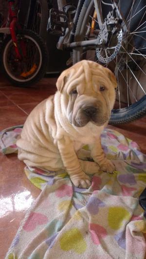 Sharpei