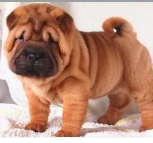 Sharpei