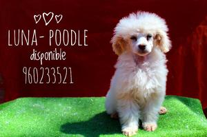 Ultima Poodle