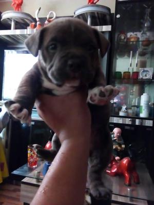 VENDO CACHORROS AMERICAN BULLY CUALQUIER DUDA LLAMAR AL