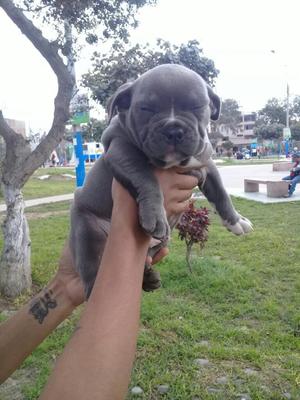 Vendo American Bully