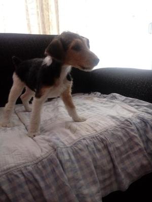 Vendo Cachorritos fox Terrier