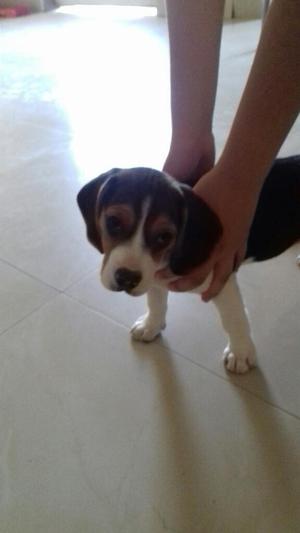 Vendo Hermosa Cachorra Beagle Hembra