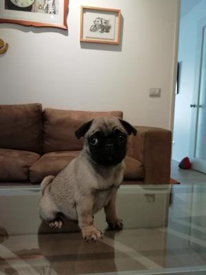 Vendo Pug