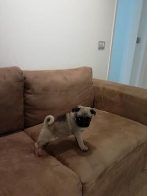 Vendo Pug