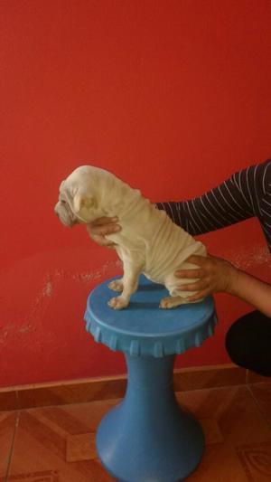 Vendo Sharpei Hembra