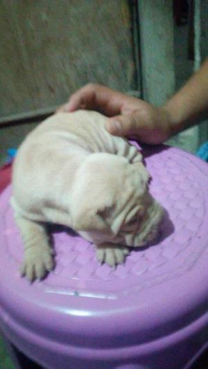 Vendo cachorra sharpei 500 Chiclayo