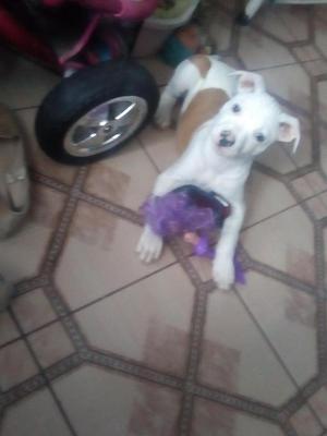 Vendo hermosa cachorra pitbull de 2 meses