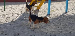 Vendo perrita beagle