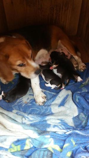 Venta Cachorros Beagle Tricolor