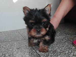 Yorkshire Mini Toy