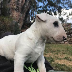 cachorro bull terrier