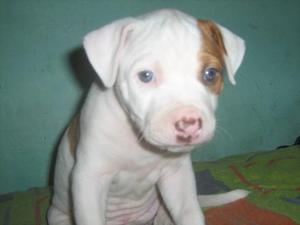 cachorros pitbull originales