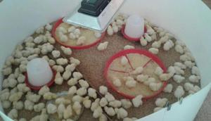envio de pollos a provincia  caja trujillo chiclayo