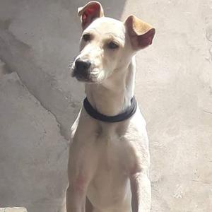 necesito perrita labrador para monta para el 24 de diciembre