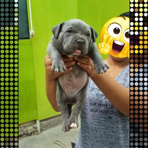 American Bully Blue Nose