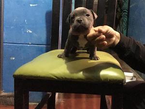 American bully x fusin 4g