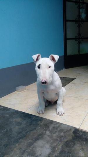 Bull Terrier 3 meses
