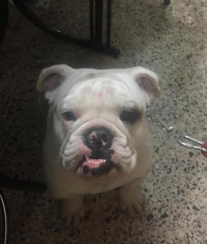 Bulldog Ingls de 7 meses en VENTA