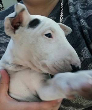 Bullterrier Hembra