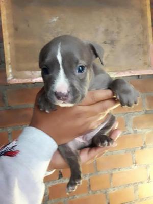 Bully en Venta