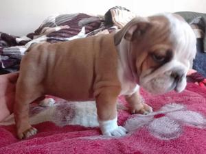 Cachorro Bulldog Ingles