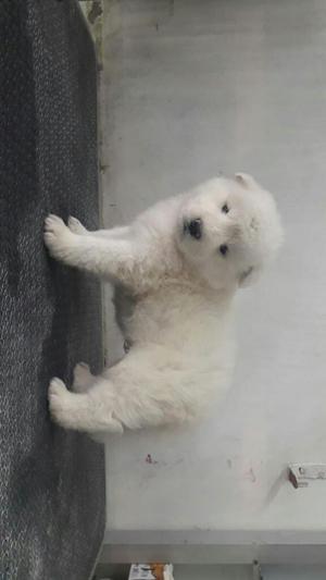 Cachorro Samoyedo