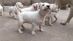 Cachorros Dogo Argentino