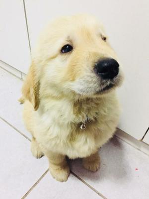 Cachorros Golden Retriever