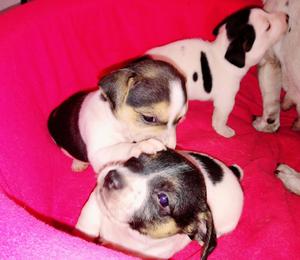 Cachorros Jack Russell