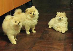 Cachorros Pomerania