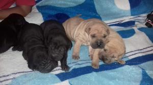 Cachorros Sharpei