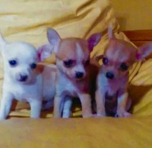 Chihuahuas en Venta