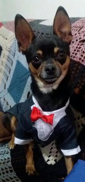 Chihuahuas para Monta