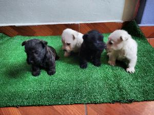 Ejemplares Cachorros Scottish Terrier