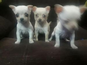 Fina Chihuahua Toy Perla