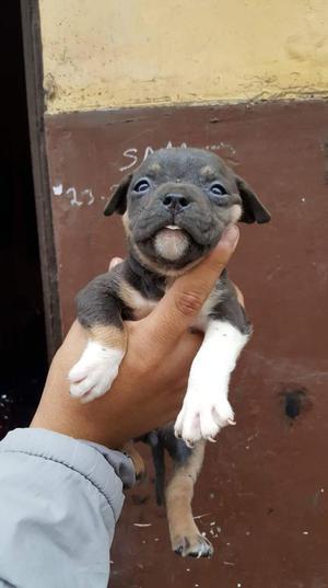 Fusion X Bully