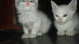 GATO ANGORA HERMOSOS Y ADORABLES