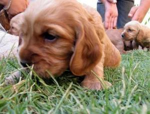 HERMOSOS CACHORROS COCKER PAPAS PRESENTES PRECIO A TRATAR