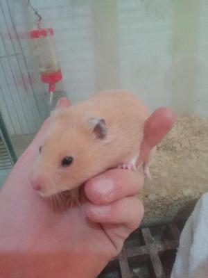 Hamster Hembra (dorada)