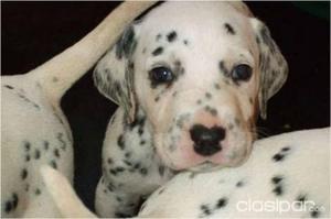 Hermosa Cachorra Dalmata