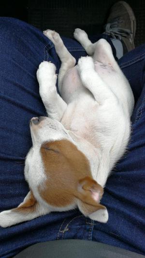 Jack Russell Cachorros 2 Meses