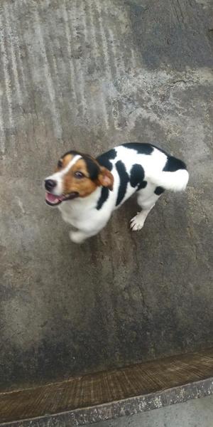 Jack Russell Ocasion