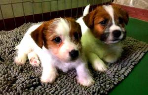 Jack Russell con Pedigree Y Chip