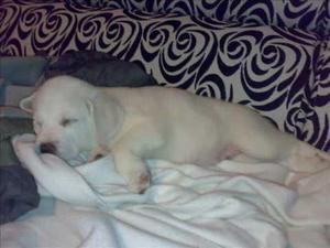 LABRADOR CACHORROS ADORABLES HEMBRAS Y MACHOS