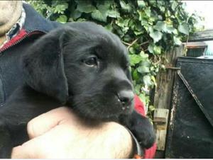 Labrador Negro