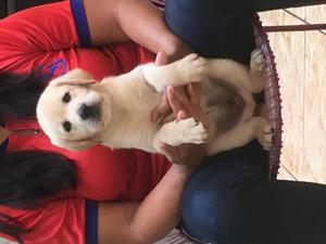 Labradores